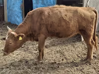 گاو ماده, Latvian Blue cattle — عکس 1