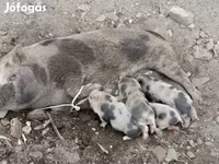 Säue, Schweine — Foto 2