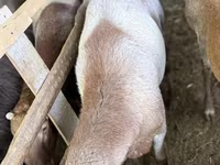 Biri-biri (lot, jantina tidak dinyatakan), Arashan sheep — foto 6