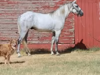 公马, Tennessee Walking Horse — 照片 1