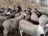 میش, Ile-de-France sheep — عکس 4