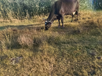 گاو ماده, گاو — عکس 1