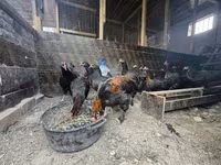 Chickens — fotografija 1