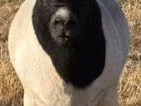 Dume la kondoo, Dorper sheep — picha 1