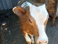 Kuh, Simmental cattle — Foto 1