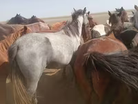 مادیان, Horse breed — عکس 2