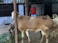 Ovan, Arashan sheep — fotografija 4