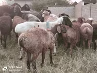 Wad, Sheep — sawirka 8