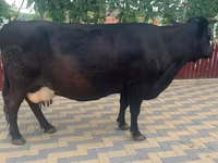 گاو ماده, Russian Black pied cattle — عکس 2