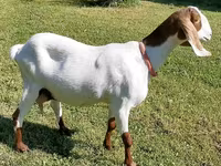 பெண் வெள்ளாடு, Nubian Goat — புகைப்படம் 3