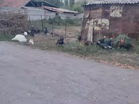 Turkeys — foto 2