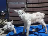 Mbuzi jike, Saanen goat — picha 3