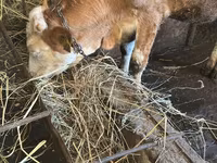 Mucca, Simmental cattle — foto 3