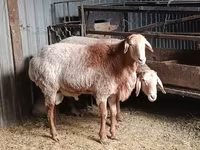 Vædder, Rhon sheep — foto 5