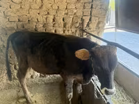 Toro, Bovini — foto 1