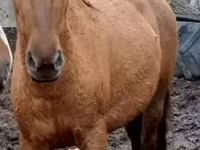 Hoppe, American shetland pony — foto 6