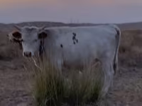 گاو نر, گاو سفیدسر قزاقستانی — عکس 8
