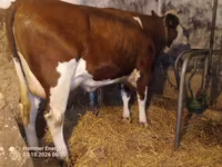 Lembu betina, Simmental cattle — foto 6
