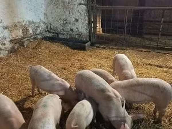 Свиноматка, 