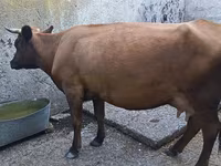 Krowa, Bydło — zdjęcie 4