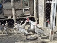 Turkeys — عکس 1