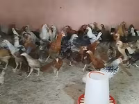 Chickens — عکس 6