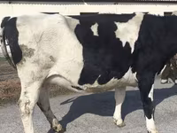 گاو ماده, Russian Black pied cattle — عکس 7