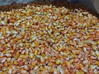 🌽Семена Гибрид Кукуруз "Октябрь 70 ТВ" Обладает высоким потенциалом — عکس 4