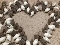 Quails — снимка 1