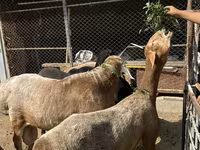 Baran, Arashan sheep — zdjęcie 2
