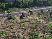 Koza, Alpine goat — zdjęcie 2