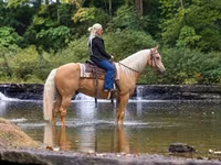 اسب نر, Palomino — عکس 2