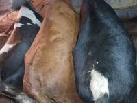 گاو ماده, گاو — عکس 2