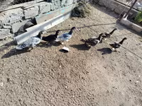 Ducks — รูปภาพ 2