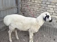 قوچ, Suffolk sheep — عکس 1