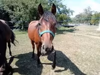 Mare, Horses — photo 2