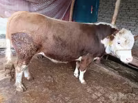 Lembu ternakan (lot, jantina tidak dinyatakan), Cattle — foto 3