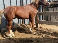Aygʻir, Kazakh horse — 4-rasm