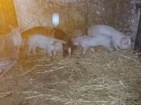 Babi betina, Pigs — foto 3