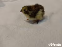 Quails — الصورة 1