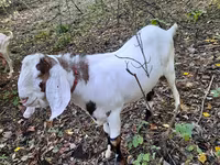 Bok, Nubian Goat — foto 1