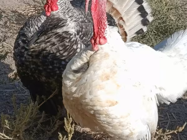 Turkeys