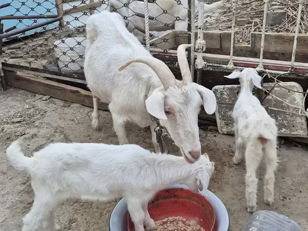 Kambing betina, Saanen goat