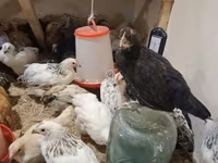 Chickens — zdjęcie 2