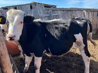 Toro, Russian Black pied cattle — foto 1