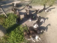 Ducks — foto 3