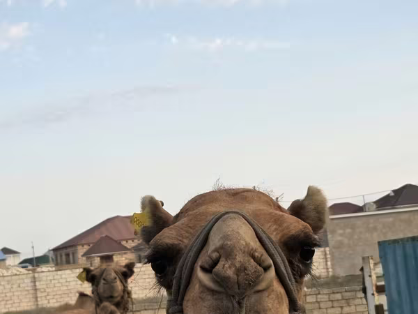 شتر ماده, Kazakh Bactrian camel