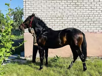 Ngựa đực, Swedish warmblood horse — ảnh 5