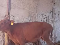 Cow, Cattle — photo 3