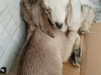 Caballo, Caballos — foto 2